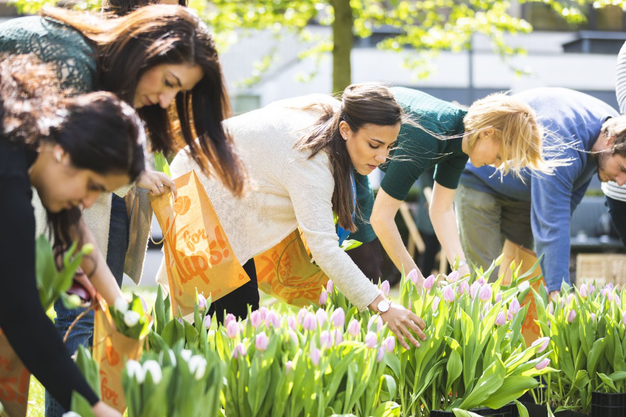 The Tulip picking garden is back! Atlas Arena Amsterdam Absolute